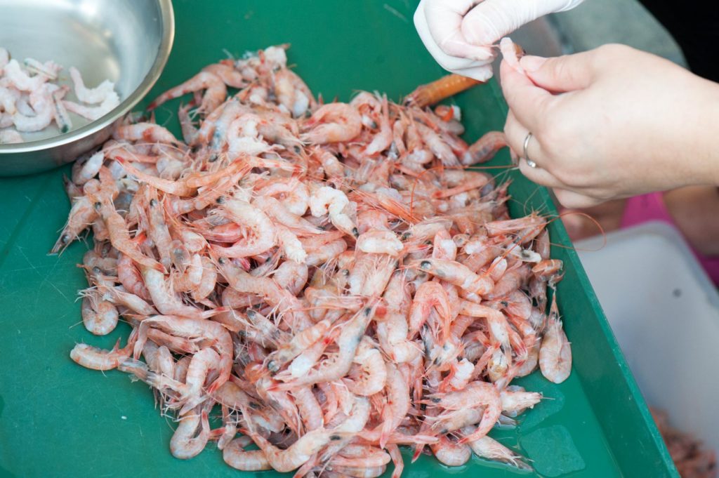 當天抓回來的海蝦
