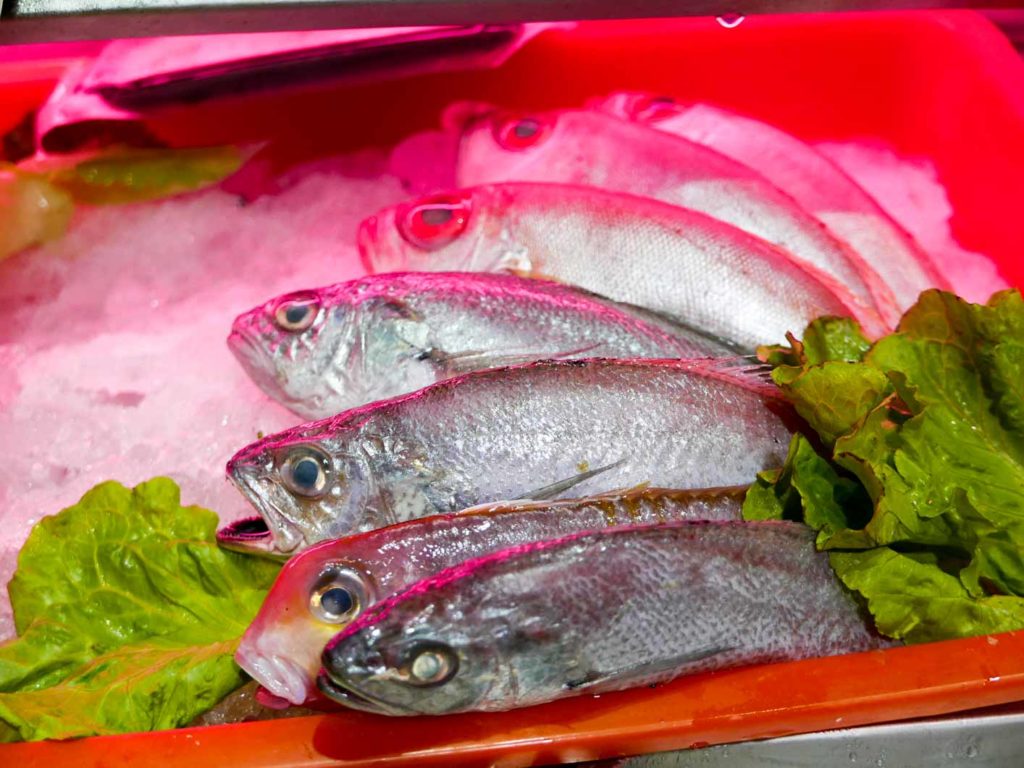 現撈的魚